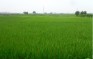 Ninh Bình: Đẩy mạnh tái cơ cấu nông nghiệp gắn với xây dựng NTM
